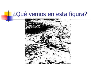 ¿Qué vemos en esta figura? 