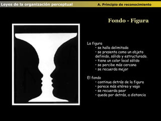 La figura  se halla delimitada se presenta como un objeto definido, sólido y estructurado.  tiene un color local sólido  se percibe más cercana se recuerda mejor  El fondo continua detrás de la figura parece más etéreo y vago se recuerda peor queda por detrás, a distancia Fondo - Figura Leyes de la organización perceptual  A. Principio de reconocimiento   