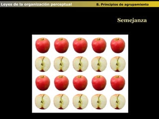 Semejanza Leyes de la organización perceptual  B. Principios de agrupamiento   