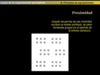 Cuando las partes de una totalidad reciben un mismo estímulo, se unen formando grupos en el sentido de la mínima distancia.  Proximidad Leyes de la organización perceptual  B. Principios de agrupamiento   