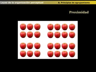 Proximidad Leyes de la organización perceptual  B. Principios de agrupamiento   