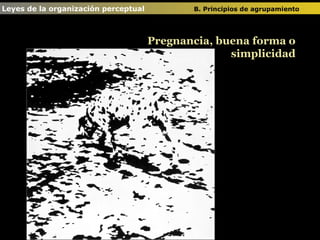 Leyes de la organización perceptual  B. Principios de agrupamiento   Pregnancia, buena forma o simplicidad 