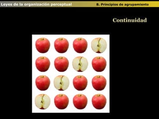 Leyes de la organización perceptual  B. Principios de agrupamiento   Continuidad 