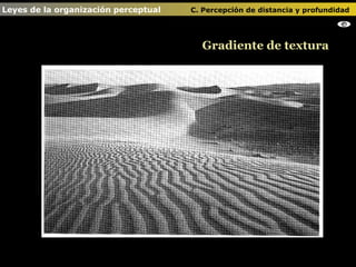 Gradiente de textura Leyes de la organización perceptual    C. Percepción de distancia y profundidad                                   