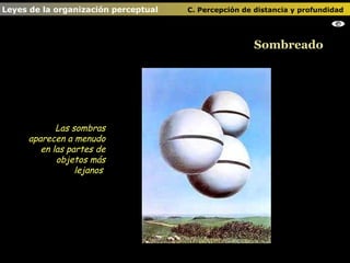 Sombreado Leyes de la organización perceptual    C. Percepción de distancia y profundidad   Las sombras aparecen a menudo en las partes de objetos más lejanos  