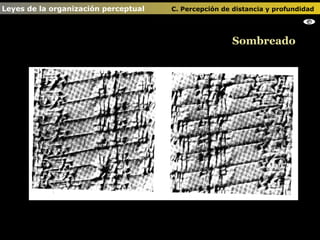 Sombreado Leyes de la organización perceptual    C. Percepción de distancia y profundidad   