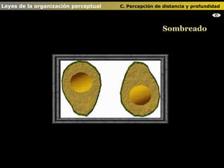 Sombreado Leyes de la organización perceptual    C. Percepción de distancia y profundidad   