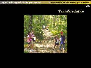Tamaño relativo Leyes de la organización perceptual    C. Percepción de distancia y profundidad                                   