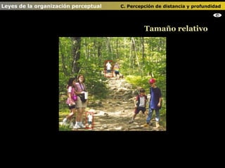 Tamaño relativo Leyes de la organización perceptual    C. Percepción de distancia y profundidad   
