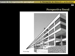 Perspectiva lineal Leyes de la organización perceptual    C. Percepción de distancia y profundidad                                   
