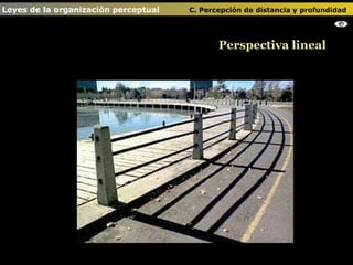 Perspectiva lineal Leyes de la organización perceptual    C. Percepción de distancia y profundidad                                   