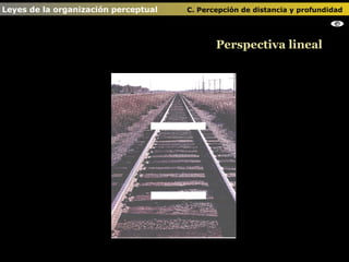 Perspectiva lineal Leyes de la organización perceptual    C. Percepción de distancia y profundidad                                   