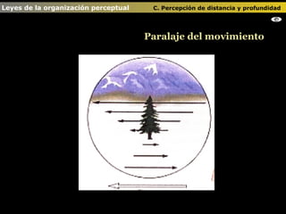 Paralaje del movimiento Leyes de la organización perceptual    C. Percepción de distancia y profundidad                                                                                            