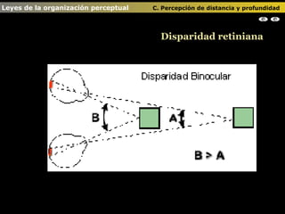 Disparidad retiniana Leyes de la organización perceptual    C. Percepción de distancia y profundidad                                                                                                                                                