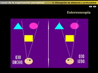 Estereoscopía Leyes de la organización perceptual    C. Percepción de distancia y profundidad                                                                                                                                                