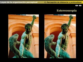 Estereoscopía Leyes de la organización perceptual    C. Percepción de distancia y profundidad                                                                                                                                                