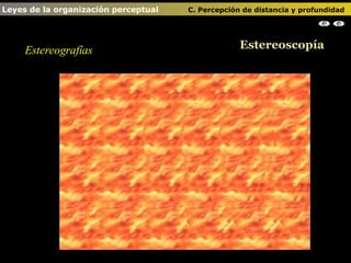 Estereografías Estereoscopía Leyes de la organización perceptual    C. Percepción de distancia y profundidad                                                            