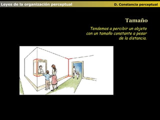 Leyes de la organización perceptual      D. Constancia perceptual   Tamaño Tendemos a percibir un objeto con un tamaño constante a pesar de la distancia. 