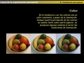 Leyes de la organización perceptual      D. Constancia perceptual   Color Es la tendencia a ver los colores con un color constante, a pesar de la iluminación. Aunque nuestra percepción de los colores no cambia tanto como cabría esperar, se producen algunos cambios al variar las condiciones de iluminación. 