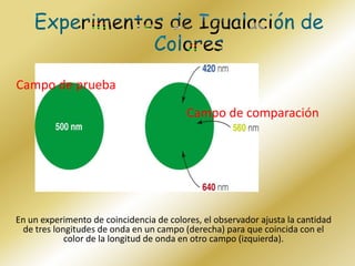Experimentos de Igualación de ColoresCampo de pruebaCampo de comparación En un experimento de coincidencia de colores, el observador ajusta la cantidad de tres longitudes de onda en un campo (derecha) para que coincida con el color de la longitud de onda en otro campo (izquierda).