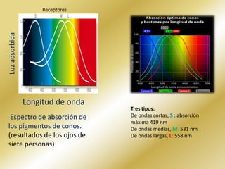 Receptores Luz adsorbidaLongitud de onda Tres tipos:De ondas cortas, S : absorción máxima 419 nmDe ondas medias, M: 531 nmDe ondas largas, L: 558 nm  Espectro de absorción de los pigmentos de conos. (resultados de los ojos de siete personas)