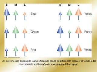  Los patrones de disparo de los tres tipos de conos de diferentes colores. El tamaño del cono simboliza el tamaño de la respuesta del receptor.
