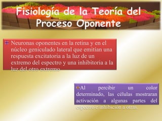 Fisiología de la Teoría del Proceso OponenteNeuronas oponentes en la retina y en el núcleo geniculado lateral que emitían una respuesta excitatoria a la luz de un extremo del espectro y una inhibitoria a la luz del otro extremoAl percibir un color determinado, las células mostraran activación a algunas partes del espectro e inhibición a otras.