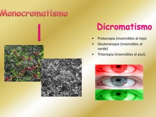 MonocromatismoDicromatismoProtanopia (insensibles al rojo)