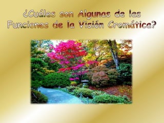 ¿Cuáles son Algunas de las Funciones de la Visión Cromática? 