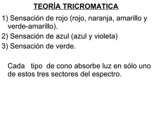 TEORÍA TRICROMATICA 1) Sensación de rojo (rojo, naranja, amarillo y verde-amarillo).  2) Sensación de azul (azul y violeta) 3) Sensación de verde. Cada  tipo  de cono absorbe luz en sólo uno de estos tres sectores del espectro.  
