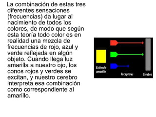 La combinación de estas tres diferentes sensaciones (frecuencias) da lugar al nacimiento de todos los colores, de modo que según esta teoría todo color es en realidad una mezcla de frecuencias de rojo, azul y verde reflejada en algún objeto. Cuando llega luz amarilla a nuestro ojo, los conos rojos y verdes se excitan, y nuestro cerebro interpreta esa combinación como correspondiente al amarillo.  