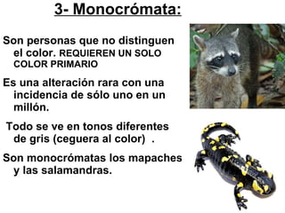 3- Monocrómata: Son personas que no distinguen el color.  REQUIEREN UN SOLO COLOR PRIMARIO Es una alteración rara con una incidencia de sólo uno en un millón. Todo se ve en tonos diferentes de gris (ceguera al color)  . Son monocrómatas los mapaches y las salamandras.  