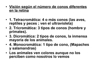 Visión según el número de conos diferentes en la retina 1. Tetracromática: 4 o más conos (las aves, reptiles y peces ; ven el ultravioleta) 2. Tricromática: 3 tipos de conos (hombre y primates). 3. Dicromática: 2 tipos de conos, la inmensa mayoría de los animales. 4. Monocromática: 1 tipo de cono, (Mapaches y salamandras)  Los animales ven colores aunque no los perciben como nosotros lo vemos 