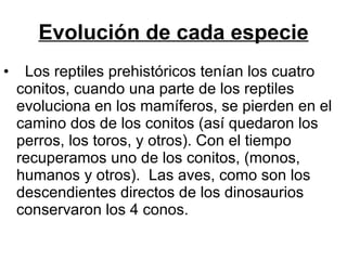 Evolución de cada especie Los reptiles prehistóricos tenían los cuatro conitos, cuando una parte de los reptiles evoluciona en los mamíferos, se pierden en el camino dos de los conitos (así quedaron los perros, los toros, y otros). Con el tiempo recuperamos uno de los conitos, (monos, humanos y otros).  Las aves, como son los descendientes directos de los dinosaurios conservaron los 4 conos. 