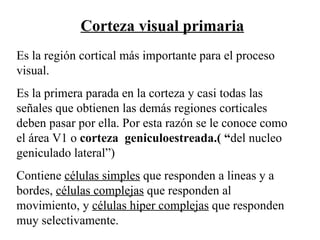 Corteza visual primaria Es la región cortical más importante para el proceso visual. Es la primera parada en la corteza y casi todas las señales que obtienen las demás regiones corticales deben pasar por ella. Por esta razón se le conoce como el área V1 o  corteza  geniculoestreada.( “ del nucleo geniculado lateral”) Contiene  células simples  que responden a lineas y a bordes,  células complejas  que responden al movimiento, y  células hiper complejas  que responden muy selectivamente.  