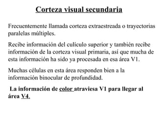 Corteza visual secundaria Frecuentemente llamada corteza extraestreada o trayectorias paralelas múltiples. Recibe información del culículo superior y también recibe información de la corteza visual primaria, así que mucha de esta información ha sido ya procesada en esa área V1. Muchas células en esta área responden bien a la información binocular de profundidad. La información de  color  atraviesa V1 para llegar al área  V4 . 