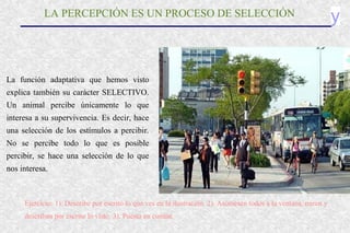 yLA PERCEPCIÓN ES UN PROCESO DE SELECCIÓN
La función adaptativa que hemos visto
explica también su carácter SELECTIVO.
Un animal percibe únicamente lo que
interesa a su supervivencia. Es decir, hace
una selección de los estímulos a percibir.
No se percibe todo lo que es posible
percibir, se hace una selección de lo que
nos interesa.
Ejercicio: 1). Describe por escrito lo que ves en la ilustración. 2). Asómesen todos a la ventana, miren y
describan por escrito lo visto. 3). Puesta en común.
 