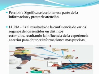  Percibir : Significa seleccionar esa parte de la
información y prestarle atención.
 LURIA.- Es el resultado de la confluencia de varios
órganos de los sentidos en distintos
estímulos, resultando la influencia de la experiencia
anterior para obtener informaciones mas precisas.
 