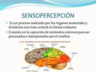 SENSOPERCEPCIÓN
 Es un proceso realizado por los órganos sensoriales y
el sistema nervioso central en forma conjunta.
 Consiste en la captación de estímulos externos para ser
procesados e interpretados por el cerebro.
 