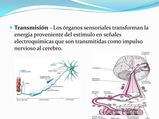  Transmisión - Los órganos sensoriales transforman la
energía proveniente del estímulo en señales
electroquímicas que son transmitidas como impulso
nervioso al cerebro.
 