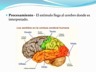  Procesamiento - El estímulo llega al cerebro donde es
interpretado.
 