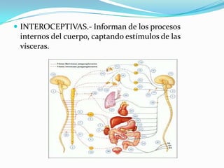  INTEROCEPTIVAS.- Informan de los procesos
internos del cuerpo, captando estímulos de las
vísceras.
 