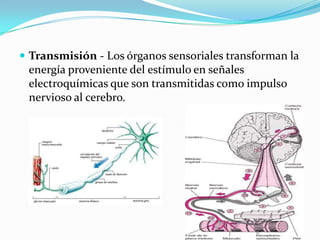  Transmisión - Los órganos sensoriales transforman la
energía proveniente del estímulo en señales
electroquímicas que son...