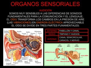 ORGANOS SENSORIALES AUDICIÓN SOMOS MUY SENSIBLES A LAS DIFERENCIAS DE SONIDOS FUNDAMENTALES PARA LA COMUNICACIÓN Y EL LENGUAJE, EL  OÍDO  TRANSFORMA LOS CAMBIOS EN LA PRESION DE AIRE (LAS  VIBRACIONES ) EN  ENERGÍA ELÉCTRICA  APROVECHABLE EL OÍDO SE DIVIDE EN TRES PARTES FUNAMENTALES: EXTERNO PABELLÓN Y CANAL MEDIO TÍMPANO Y HUESOS INTERNO CANAL SEMICIRCULAR, CARACOL Y NERVIO 