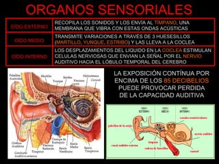 ORGANOS SENSORIALES LA EXPOSICIÓN CONTÍNUA POR ENCIMA DE LOS  85 DECIBELIOS  PUEDE PROVOCAR PERDIDA DE LA CAPACIDAD AUDITIVA OÍDO EXTERNO RECOPILA LOS SONIDOS Y LOS ENVÍA AL  TÍMPANO , UNA MEMBRANA QUE VIBRA CON ESTAS ONDAS ACÚSTICAS OÍDO MEDIO TRANSMITE VARIACIONES A TRAVÉS DE 3 HUESESILLOS ( MARTILLO ,  YUNQUE ,  ESTRIBO ) Y LAS LLEVA A LA COCLEA OÍDO INTERNO LOS DESPLAZAMIENTOS DEL LIQUIDO EN LA  COCLEA  ESTIMULAN CELULAS NERVIOSAS QUE ENVIAN LA SEÑAL POR EL  NERVIO  AUDITIVO HACIA EL LÓBULO TEMPORAL DEL CEREBRO 