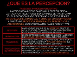 ¿QUE ES LA PERCEPCION? FASES DEL PROCESO PERCEPTIVO LA PSICOLOGÍA INVESTIGA CÓMO LA ENERGÍA FÍSICA CAPTADA POR RECEPTORES SENSORIALES SE TRANSFORMA EN EL RECONOCIMIENTO DE FORMAS Y OBJETOS REALES: NO CAPTAMOS EL MUNDO TAL Y COMO ES, LO CONSTRUIMOS A TRAVÉS DE  PROCESOS SENSORIALES ,  PERCEPTIVOS  Y  ATENCIONALES  SIGUIENDO CUATRO FASES PERCEPTIVAS DETECCIÓN CADA SENTIDO DISPONE DE UN  RECEPTOR , GRUPO DE CÉLULAS SENSIBLES A UN TIPO ESPECÍFICO DE ENERGIA (ELECTROMAGNÉTICA, VIBRATORIA, LUMÍNICA…) TRANSDUCCIÓN LOS RECEPTORES SENSOCISLES CONVIERTEN LA ENERGÍA EN  MENSAJES NERVIOSOS  (SEÑAL ELECTROQUÍMICA) TRANSMISIÓN SI ESTA ENERGIA ELECTROQUÍMICA TIENE LA SUFICIENTE INTENSIDAD DESENCADENA  IMPULSOS NERVIOSOS  QUE TRANSMITEN LA INFORMACION YA CODIFICADA PROCESAMIENTO DE INFORMACIÓN LOS ORGANOS SENSORIALES DETECTAN ENERGÓA Y LA CODIFICAN EN  SEÑALES NERVIOSAS , PERO ES EL CEREBRO QUIEN PROCESA (ORGANIZA/INTERPRETA) LA INFORMACIÓN TRASNFORMÁNDOLA EN  EXPERIENCIAS CONSCIENTES 