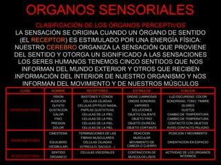 CLASIFICACIÓN DE LOS ÓRGANOS PERCEPTIVOS LA SENSACIÓN SE ORIGINA CUANDO UN ÓRGANO DE SENTIDO (EL  RECEPTOR ) ES ESTIMULADO POR UNA ENERGÍA FÍSICA: NUESTRO  CEREBRO  ORGANIZA LA SENSACIÓN QUE PROVIENE DEL SENTIDO Y OTORGA UN SIGNIFICADO A LAS SENSACIONES LOS SERES HUMANOS TENEMOS CINCO SENTIDOS QUE NOS INFORMAN DEL MUNDO EXTERIOR Y OTROS QUE RECIBEN INFORMACIÓN DEL INTERIOR DE NUESTRO ORGANISMO Y NOS INFORMAN DEL MOVIMIENTO Y DE NUESTROS MÚSCULOS ORGANOS SENSORIALES CLASE NOMBRE RECEPTORES ESTIMULOS FUNCION ESTEROCEPTORES VISION AUDICION OLFATO GUSTACION CALOR FRIO PRESION DOLOR BASTONES Y CONOS  CELULAS CILIADAS CELULAS EPITELIO NASAL PAPILAS GUSTATIVAS CELULAS DE LA PIEL CELULAS DE LA PIEL CELULAS DE LA PIEL CELULAS DE LA PIEL ONDAS LUMINOSAS ONDAS SONORAS VAPORES SOLUCIONES OBJETO CALIENTE OBJETO FRIO OBJETO (DUREZA) OBJETO CORTANTE LUZ-OSCURIDAD, COLOR SONORIDAD, TONO, TIMBRE OLORES GUSTOS CAMBIO DE TEMPERATURA CAMBIO DE TEMPERATURA CONTACTO CON OBJETOS AVISO CONTACTO PELIGRO PROPIOCEPTORES CINESTESIA EQUILIBRIO (VESIBULAR) TERMINACIONES DE LAS FIBRAS MUSCULARES CELULAS CILIADAS (UTRICULO, SACULO…) REACCION MUSCULAR MOVIMIENTO DE CABEZA O CUERPO POSICION Y MOVIMIENTO ORIENTACION EN ESPACIO INTEROCEPTORES SENTIDO ORGANICO CELULAS VISCERALES CONTRACCION DE MUSCULOS LISOS ACTIVIDAD DE LOS ORGANOS INTERNOS 