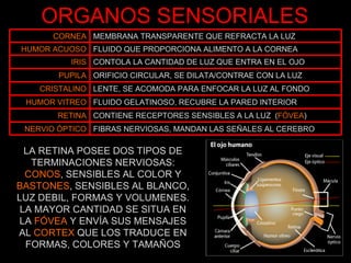 ORGANOS SENSORIALES LA RETINA POSEE DOS TIPOS DE TERMINACIONES NERVIOSAS: CONOS , SENSIBLES AL COLOR Y  BASTONES , SENSIBLES AL BLANCO, LUZ DEBIL, FORMAS Y VOLUMENES. LA MAYOR CANTIDAD SE SITUA EN LA  FÓVEA  Y ENVÍA SUS MENSAJES AL  CORTEX  QUE LOS TRADUCE EN FORMAS, COLORES Y TAMAÑOS CORNEA MEMBRANA TRANSPARENTE QUE REFRACTA LA LUZ HUMOR ACUOSO FLUIDO QUE PROPORCIONA ALIMENTO A LA CORNEA IRIS CONTOLA LA CANTIDAD DE LUZ QUE ENTRA EN EL OJO PUPILA ORIFICIO CIRCULAR, SE DILATA/CONTRAE CON LA LUZ CRISTALINO LENTE, SE ACOMODA PARA ENFOCAR LA LUZ AL FONDO HUMOR VITREO FLUIDO GELATINOSO, RECUBRE LA PARED INTERIOR RETINA CONTIENE RECEPTORES SENSIBLES A LA LUZ  ( FÓVEA ) NERVIO ÓPTICO FIBRAS NERVIOSAS, MANDAN LAS SEÑALES AL CEREBRO 