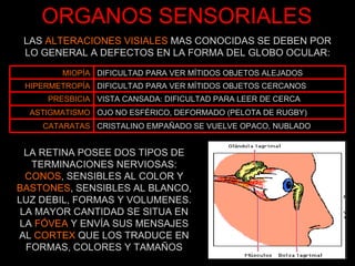 ORGANOS SENSORIALES LAS  ALTERACIONES VISIALES  MAS CONOCIDAS SE DEBEN POR LO GENERAL A DEFECTOS EN LA FORMA DEL GLOBO OCULAR: LA RETINA POSEE DOS TIPOS DE TERMINACIONES NERVIOSAS: CONOS , SENSIBLES AL COLOR Y  BASTONES , SENSIBLES AL BLANCO, LUZ DEBIL, FORMAS Y VOLUMENES. LA MAYOR CANTIDAD SE SITUA EN LA  FÓVEA  Y ENVÍA SUS MENSAJES AL  CORTEX  QUE LOS TRADUCE EN FORMAS, COLORES Y TAMAÑOS MIOPÍA DIFICULTAD PARA VER MÍTIDOS OBJETOS ALEJADOS HIPERMETROPÍA DIFICULTAD PARA VER MÍTIDOS OBJETOS CERCANOS PRESBICIA VISTA CANSADA: DIFICULTAD PARA LEER DE CERCA ASTIGMATISMO OJO NO ESFÉRICO, DEFORMADO (PELOTA DE RUGBY) CATARATAS CRISTALINO EMPAÑADO SE VUELVE OPACO, NUBLADO 