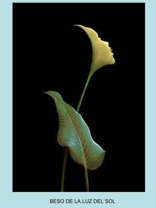 BESO DE LA LUZ DEL SOL 